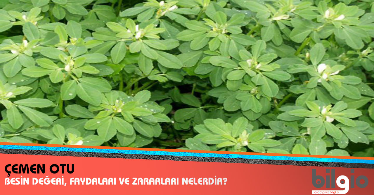 Çemen Otu(boy otu nedir) Çemen Otu(boy otu nedir)