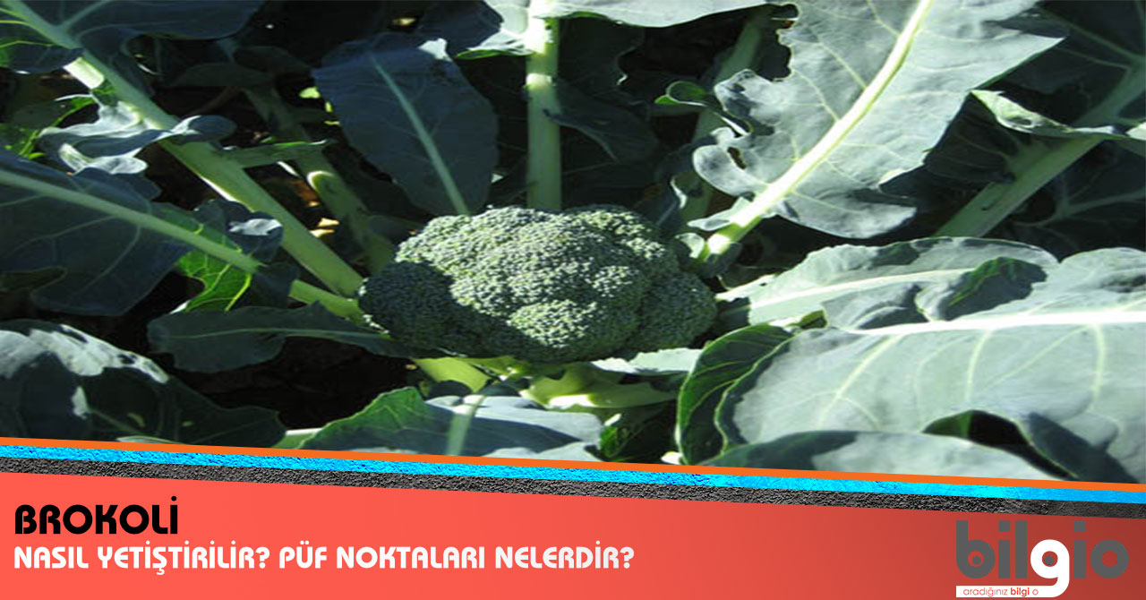 Sararmış Brokoli Yenir mi Sararmış Brokoli Yenir mi