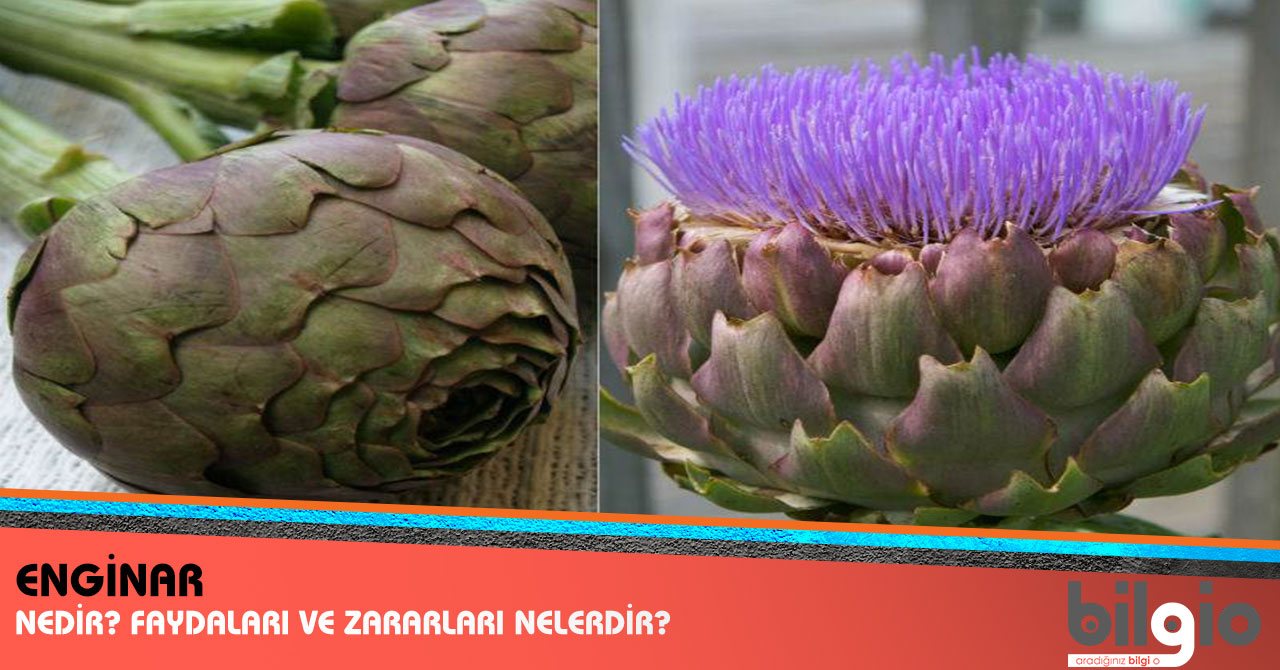 Enginarın Yararları Enginarın Yararları