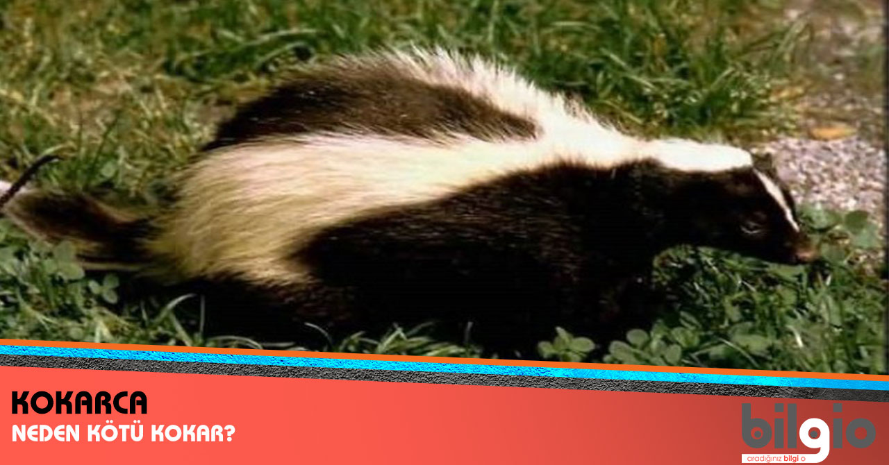 Kokarca Neden Kötü Kokar ?