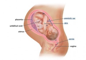 41-hamileliğin-41.-haftası