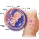 hamileliğin-10.-haftası