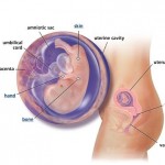 hamileliğin-11.-haftası