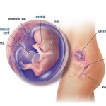 hamileliğin-12.-haftası