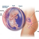 hamileliğin-13.-haftası