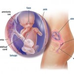 hamileliğin-14.-haftası