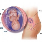 hamileliğin-15.-haftası