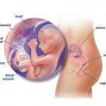 hamileliğin-16.-haftası