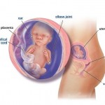 hamileliğin-17.-haftası