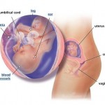 hamileliğin-18.-haftası