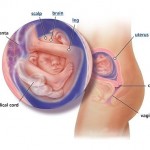 hamileliğin-19.-haftası