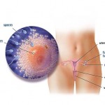 hamileliğin-2.-haftası