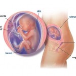 hamileliğin-20.-haftası