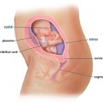hamileliğin-21.-haftası