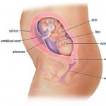 hamileliğin-22.-haftası