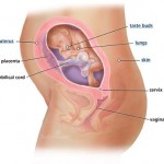 hamileliğin-24.-haftası