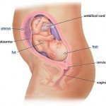 hamileliğin-25.-haftası