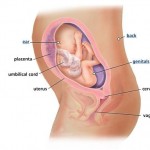 hamileliğin-26.-haftası