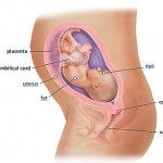 hamileliğin-28.-haftası