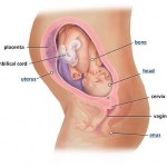 hamileliğin-29.-haftası