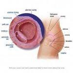 hamileliğin-3.-haftası