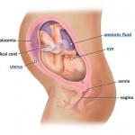 hamileliğin-30.-haftası