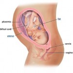 hamileliğin-31.-haftası