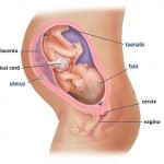 hamileliğin-32.-haftası