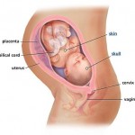 hamileliğin-33.-haftası