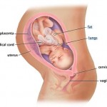 hamileliğin-34.-haftası