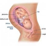 hamileliğin-35.-haftası