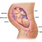 hamileliğin-36.-haftası