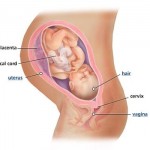 hamileliğin-37.-haftası
