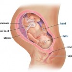 hamileliğin-38.-haftası