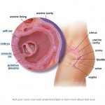 hamileliğin-4.-haftası