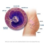 hamileliğin-5.-haftası