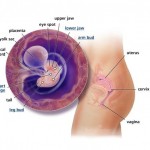 hamileliğin-6.-haftası