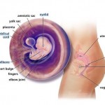 hamileliğin-7.-haftası