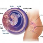 hamileliğin-8.-haftası
