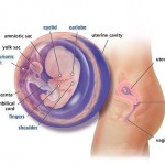 hamileliğin-9.-haftası
