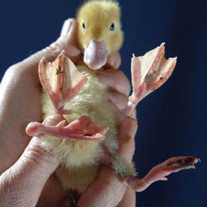 mutasyona uğramış ördek