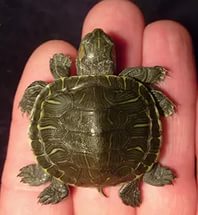 mutasyona uğramış kablumbağ