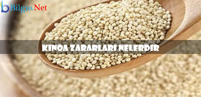 kinoa-zararları