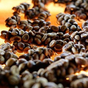 civet-coffee-kopi-luwak-kahvesi