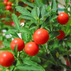 ashwagandha nedir