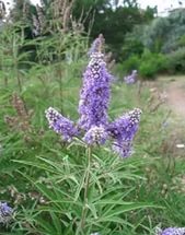 hayıt otu zararları