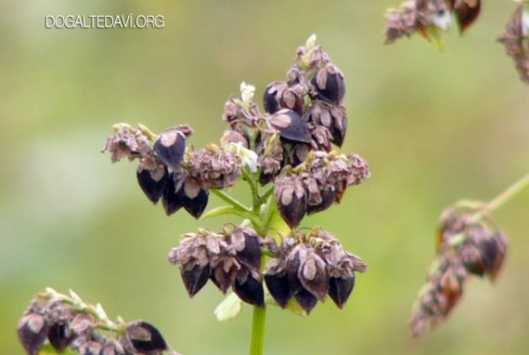karabuğday özellikleri