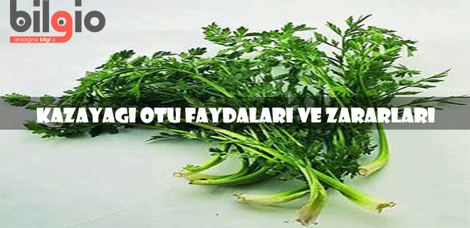 Kazayağı Bitkisi Nedir ? Faydaları Ve Zararları Nelerdir ?