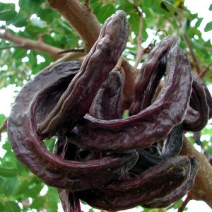 keçiboynuzu pekmezi