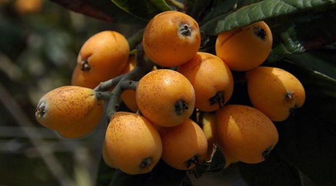 malta-erigi-zararları